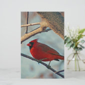 Pretty Boy Male Cardinal (Standing Front)