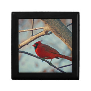 Pretty Boy Male Cardinal Gift Box