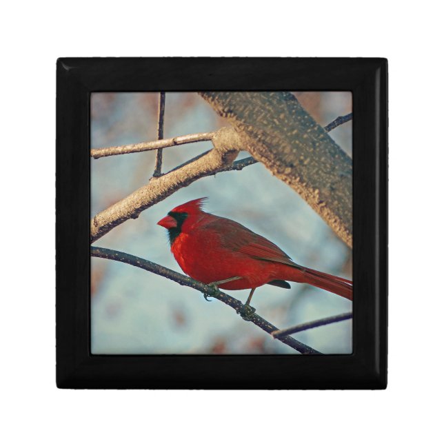 Pretty Boy Male Cardinal Gift Box (Front)