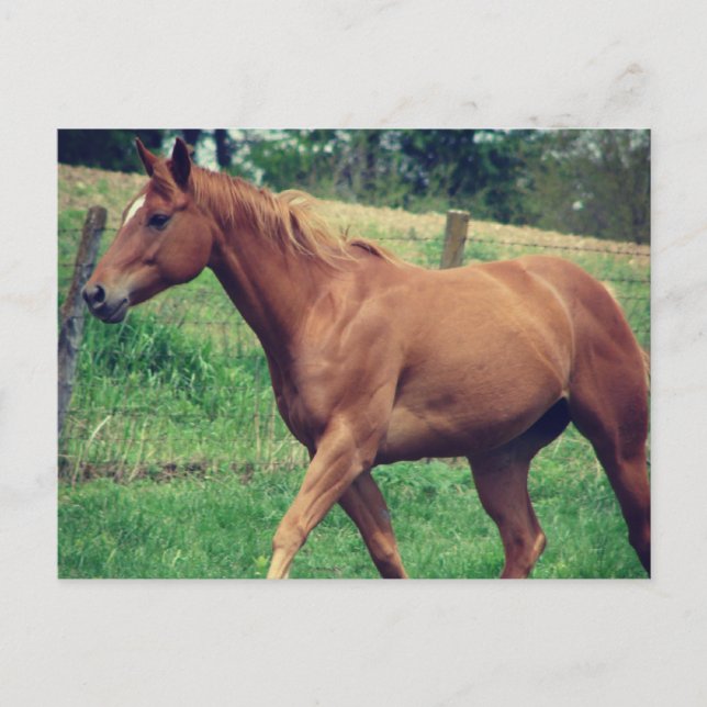 Pretty Boy, Scotch Postcard (Front)