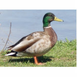 Pretty Boy Statuette<br><div class="desc">Male Mallard duck</div>