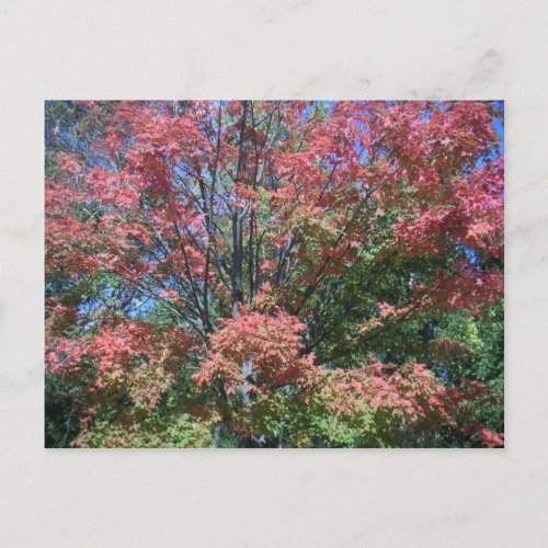 Pretty Bright Fall Colors Of Tree And Leaves Postcard