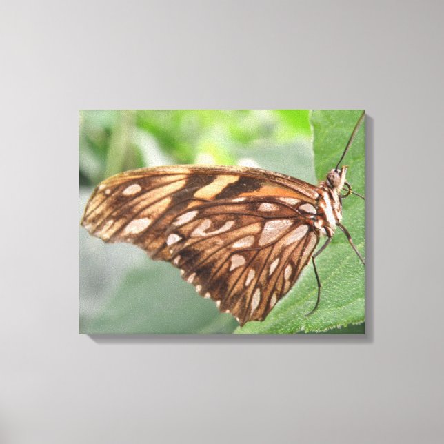 Pretty Brown Butterfly Canvas Print (Front)