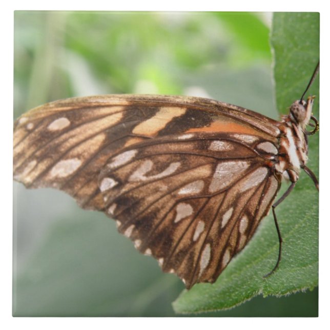 Pretty Brown Butterfly Tile (Front)