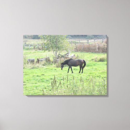 Pretty Brown Horse in the Pasture  Photo Wall Art