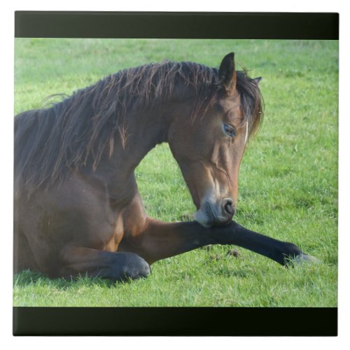 Pretty Brown Horse Laying in the Grass Ceramic Tile