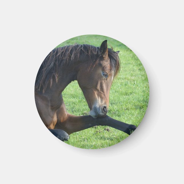 Pretty Brown Horse Laying in the Grass Magnet (Front)