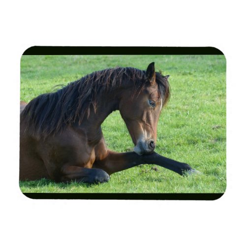 Pretty Brown Horse Laying in the Grass Magnet