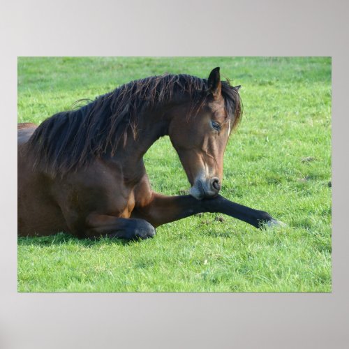 Pretty Brown Horse Laying in the Grass Poster