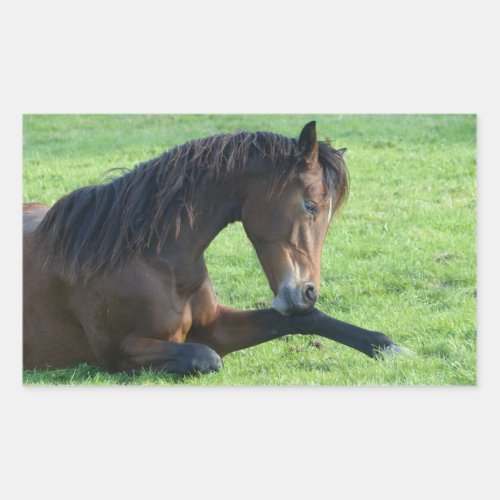 Pretty Brown Horse Laying in the Grass Rectangular Sticker