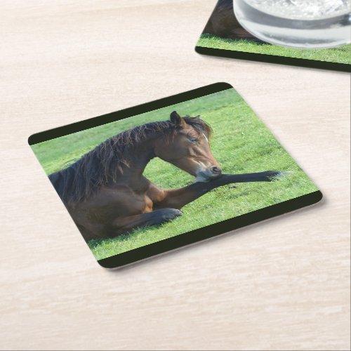 Pretty Brown Horse Laying in the Grass Square Paper Coaster