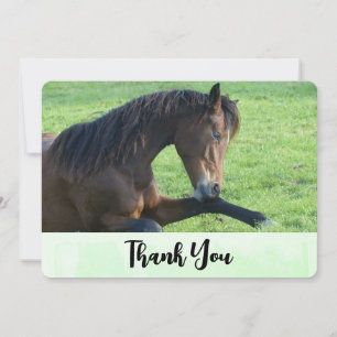 Pretty Brown Horse Laying in the Grass Thank You