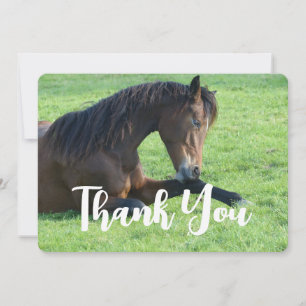 Pretty Brown Horse Laying in the Grass Thank You Card