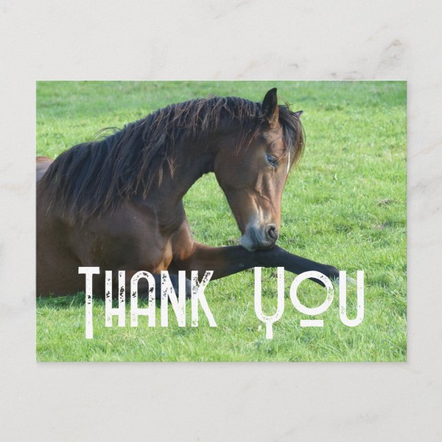 Pretty Brown Horse Laying in the Grass Thank You Postcard (Front)