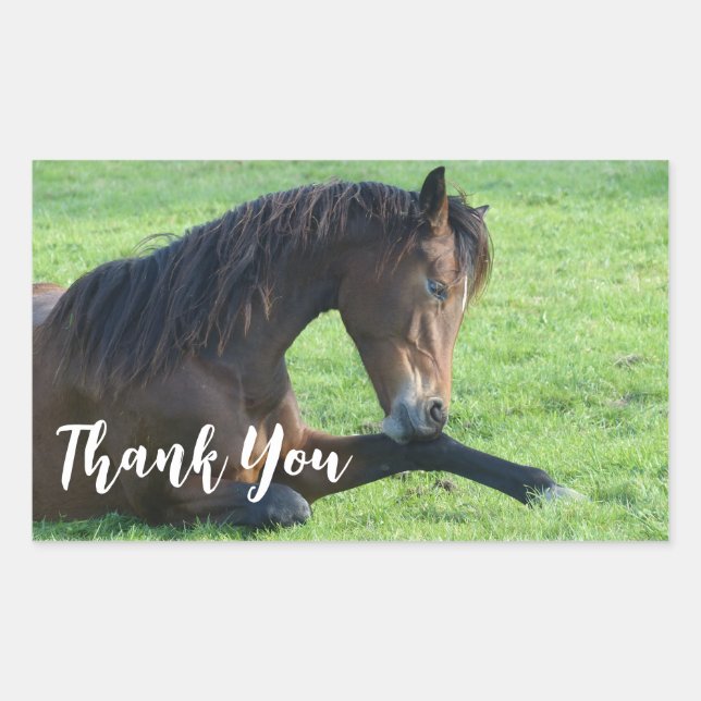 Pretty Brown Horse Laying in the Grass Thank You Rectangular Sticker (Front)