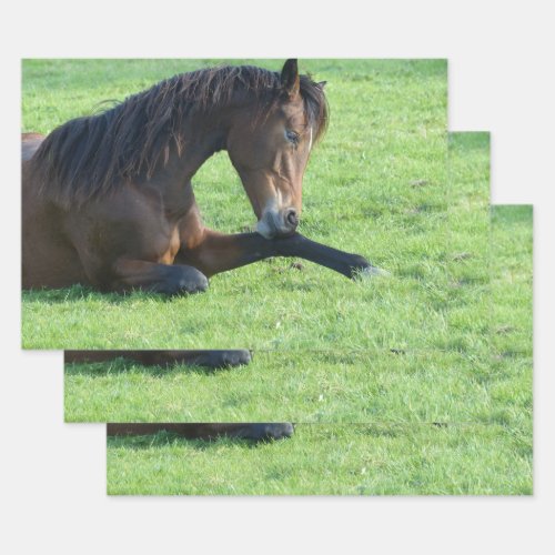 Pretty Brown Horse Laying in the Grass Wrapping Paper Sheets