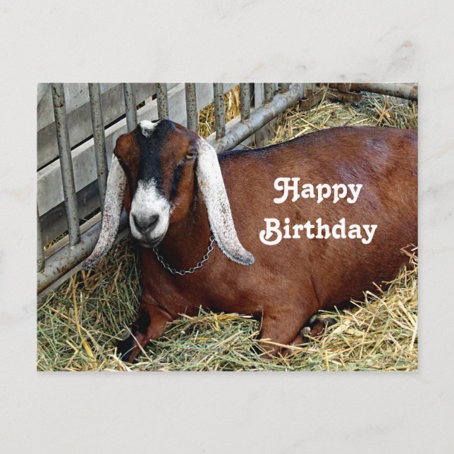 Pretty Brown Nubian Goat Photo Birthday Postcard (Front)