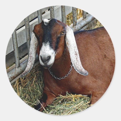 Pretty Brown Nubian Goat Photo Classic Round Sticker