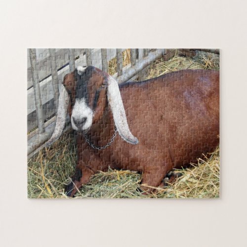 Pretty Brown Nubian Goat Photo Jigsaw Puzzle