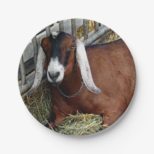 Pretty Brown Nubian Goat Photo Paper Plates