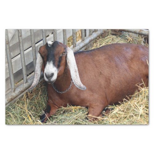 Pretty Brown Nubian Goat Photo Tissue Paper