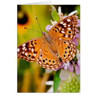 Pretty Butterfly Cards