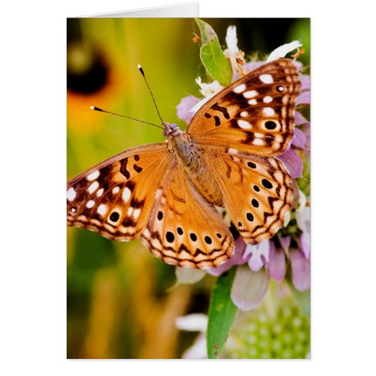 Pretty Butterfly Cards (Front)