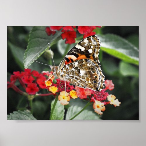Pretty Butterfly In a Flower Garden Nature  Poster
