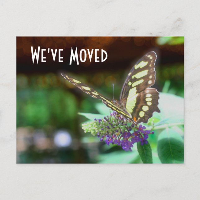 Pretty Butterfly New Address Nature Postcard (Front)