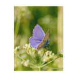 Pretty Butterfly Postcard