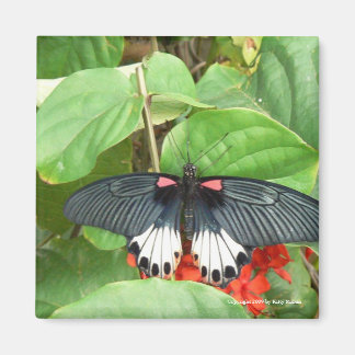Pretty Butterfly Square Magnet