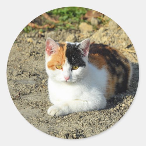 Pretty Calico Cat Photo Classic Round Sticker