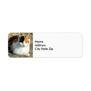 Pretty Calico Cat Photo Label