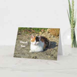 Pretty Calico Cat Photo Letterpress Thank You Card