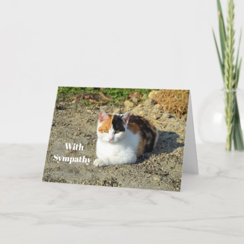 Pretty Calico Cat Photo Sympathy Card