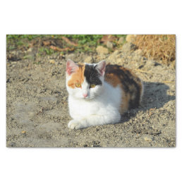 Pretty Calico Cat Photo Tissue Paper