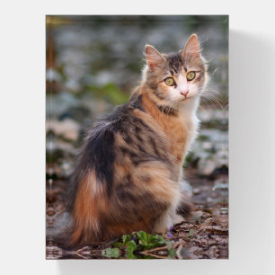 Pretty Calico Kitty Cat Paperweight