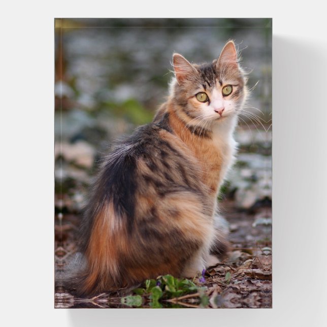 Pretty Calico Kitty Cat Paperweight (Vertical)