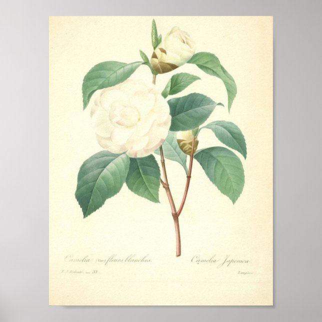 Pretty Camellia by Redoute Poster (Front)