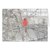 Pretty Cardinal on Winter's Day Blank Card (Front Horizontal)