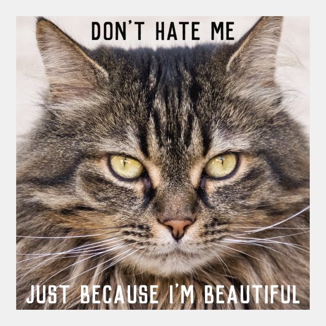 Pretty Cat Don't Hate Me I'm Beautiful Meme (Front)