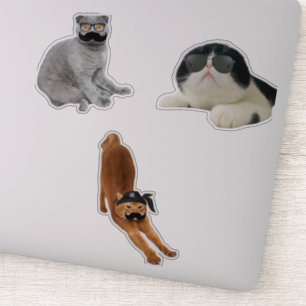 Pretty Cat Memes Sticker