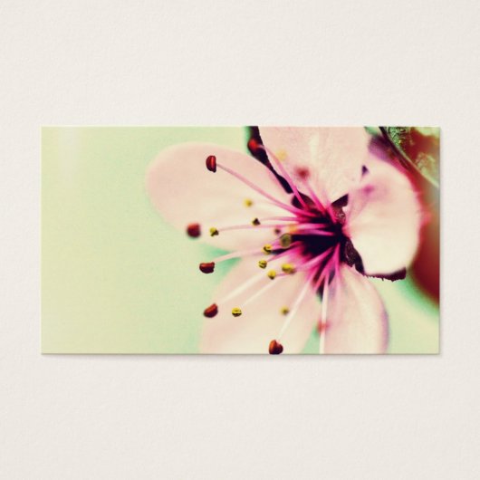 Pretty Cherry Blossom (Front)