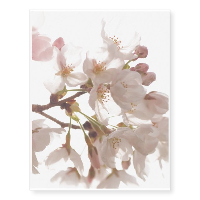 Pretty Cherry Blossoms Temporary Tattoos (Front)