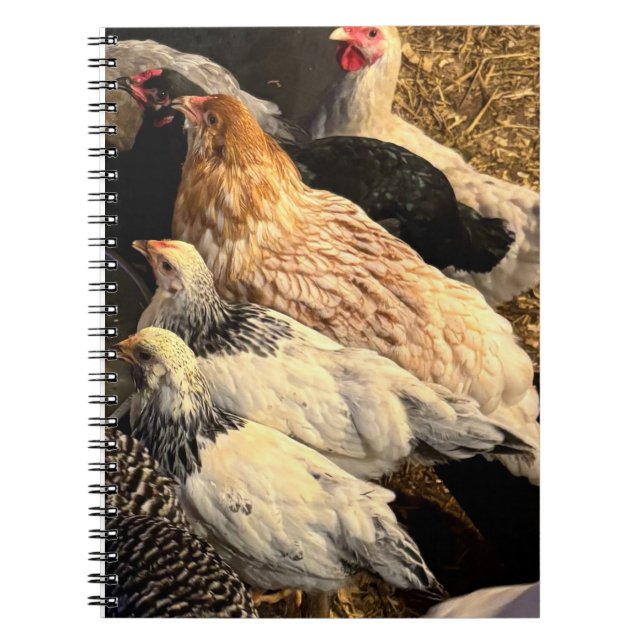 Pretty  Chickens Notebook (Front)