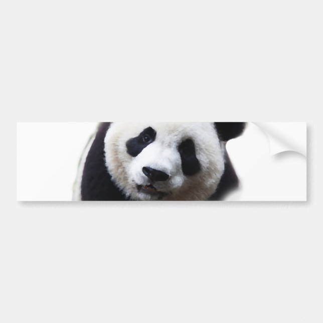 Pretty Close-up Panda Artwork Bumper Sticker (Front)