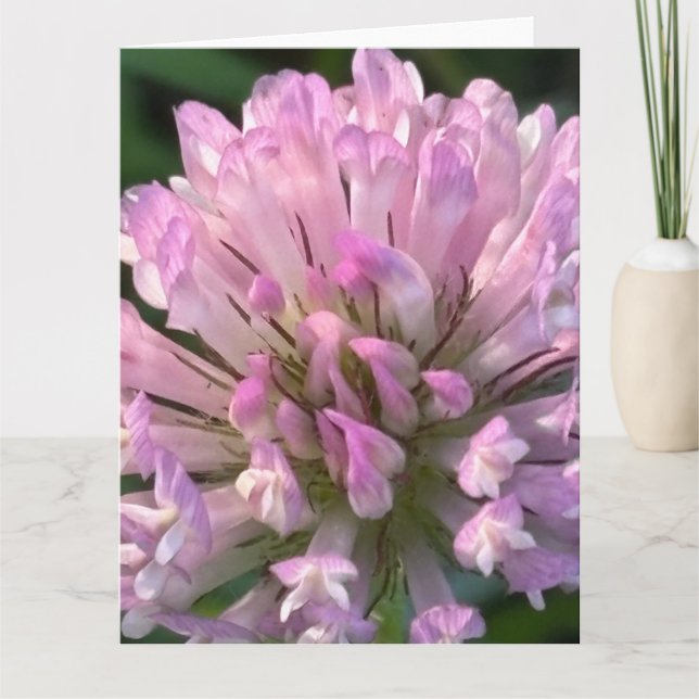 Pretty Clover Flower  Card (Front)