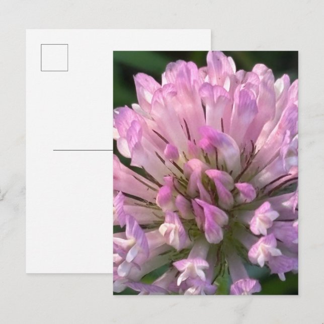 Pretty Clover Flower  Postcard (Front/Back)