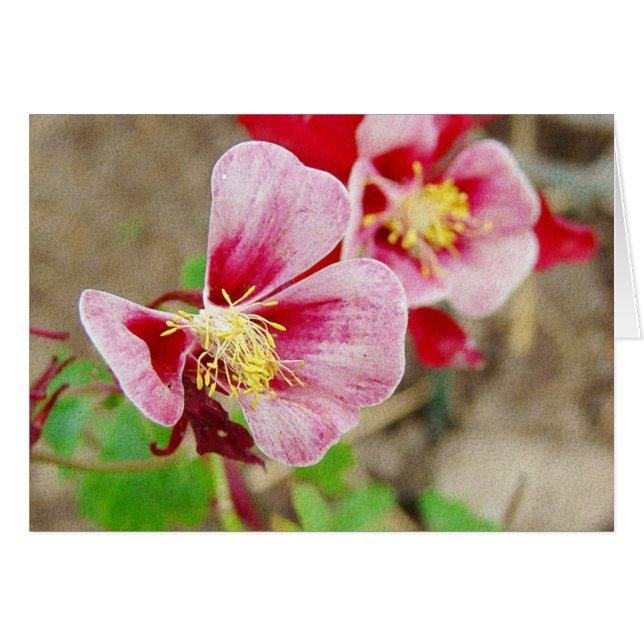 Pretty Columbine Flower All Occasions Cards (Front Horizontal)