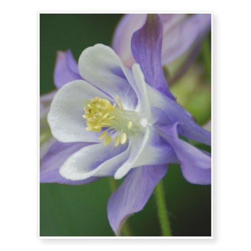Pretty Columbine Flower Temporary Tattoos